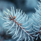 Blue Spruce Scented Candles