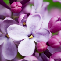 French Lilac