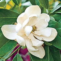 Magnolia Sage